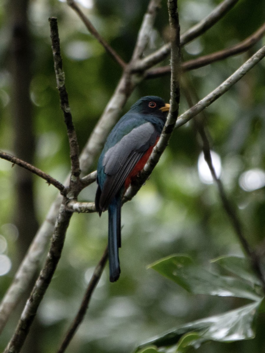 Black-tailed Trogon - ML619763643