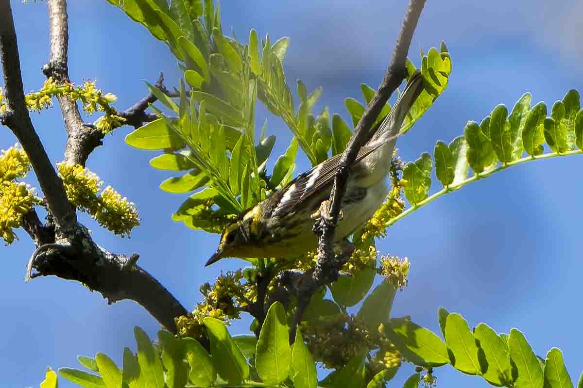 Blackburnian Warbler - ML619763645