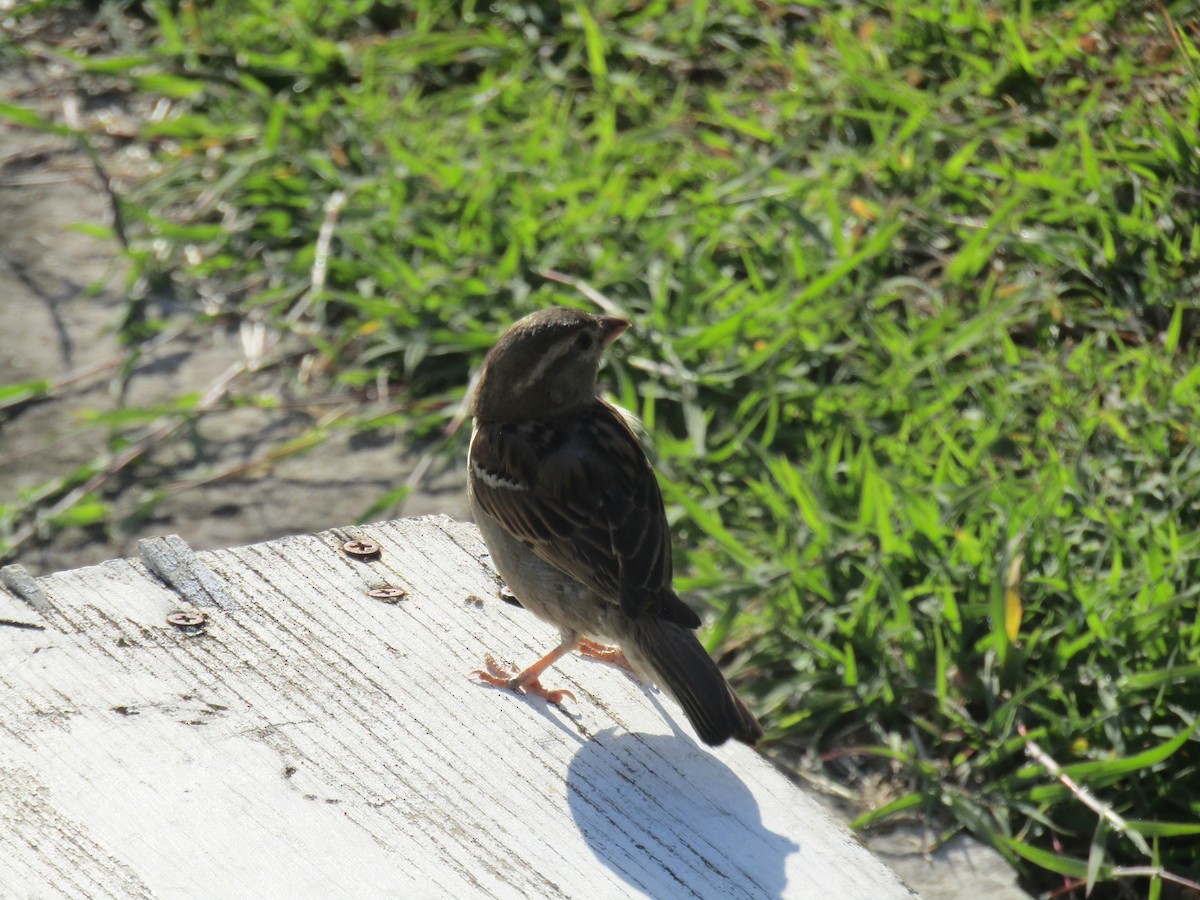 Moineau domestique - ML619763651