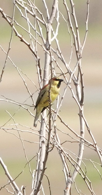 Moineau flavéole - ML619763671