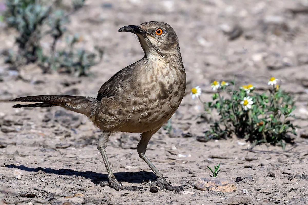 Curve-billed Thrasher - ML619763674