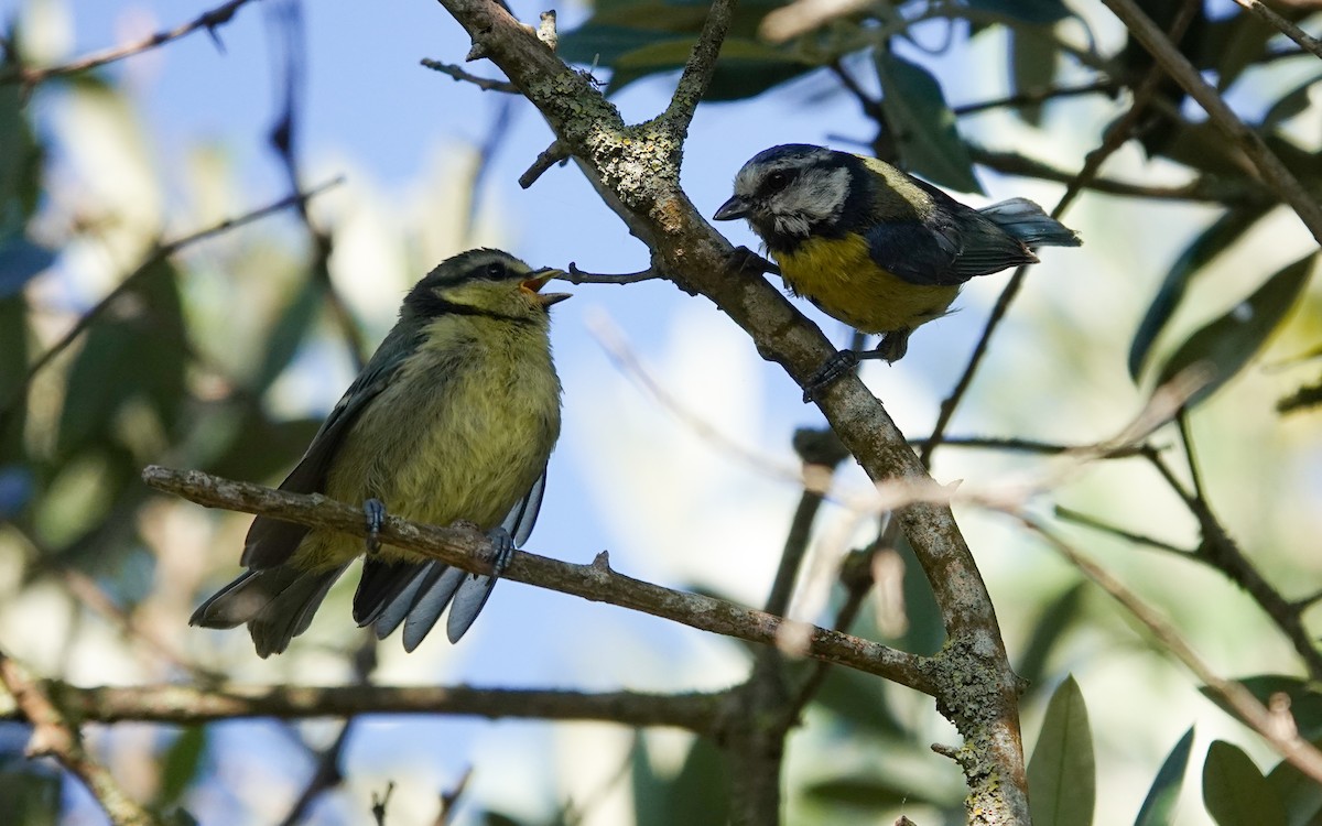 Eurasian Blue Tit - ML619763714