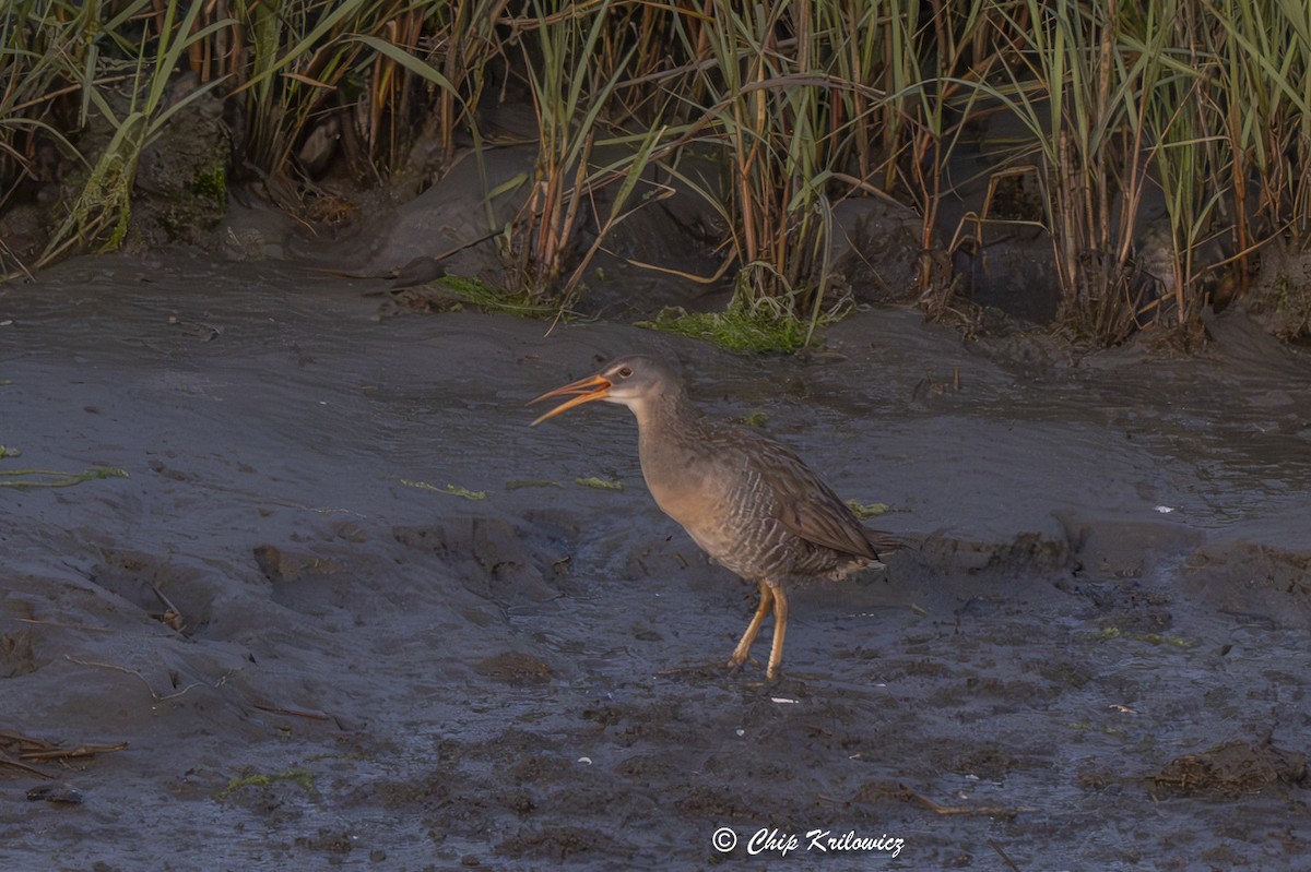 Clapper Rail - ML619763715