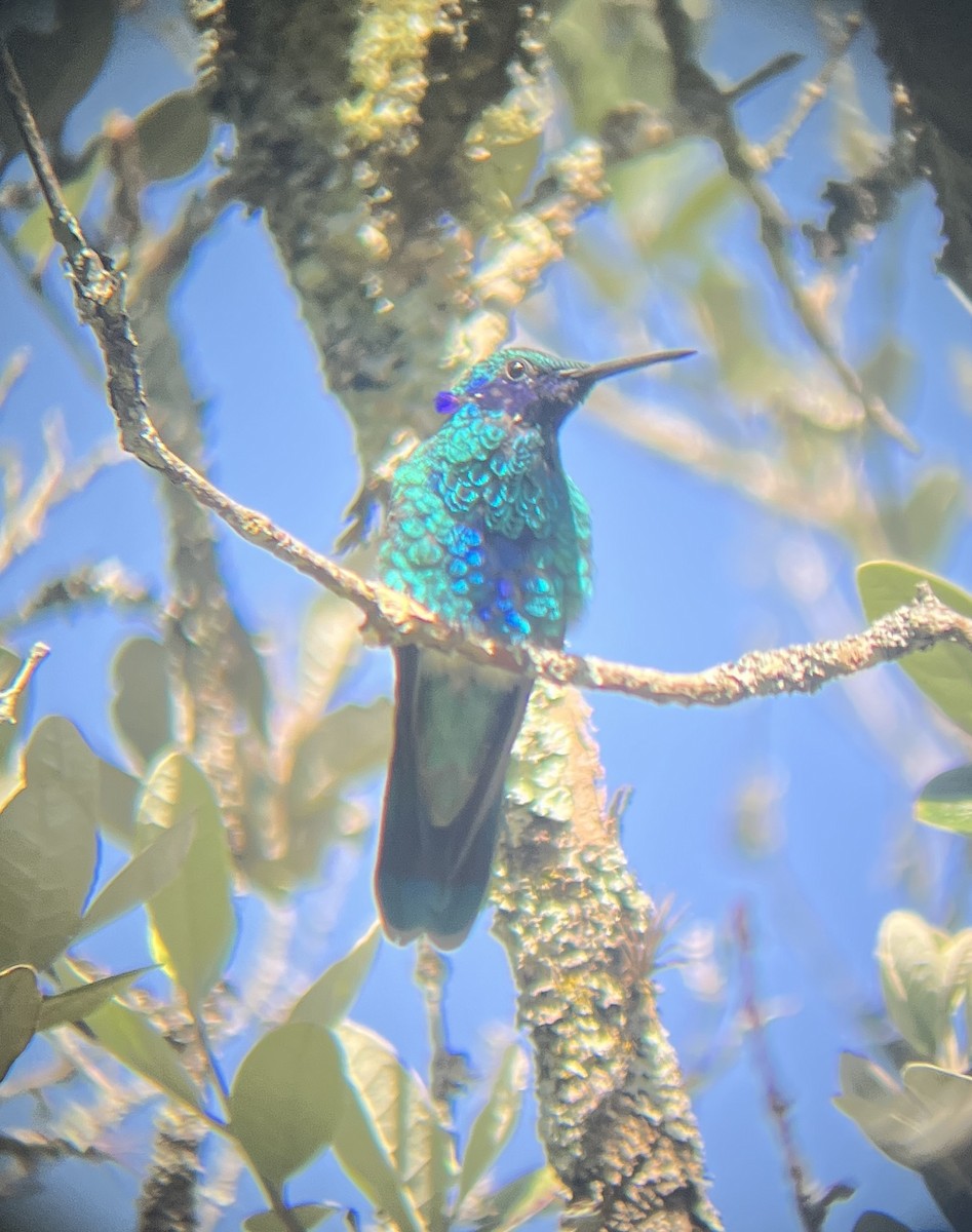 kolibřík modrolící - ML619763749
