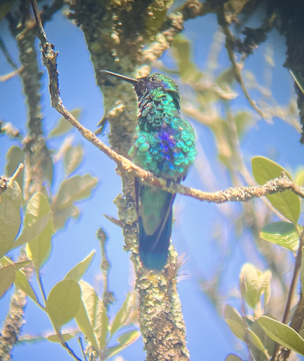 kolibřík modrolící - ML619763751
