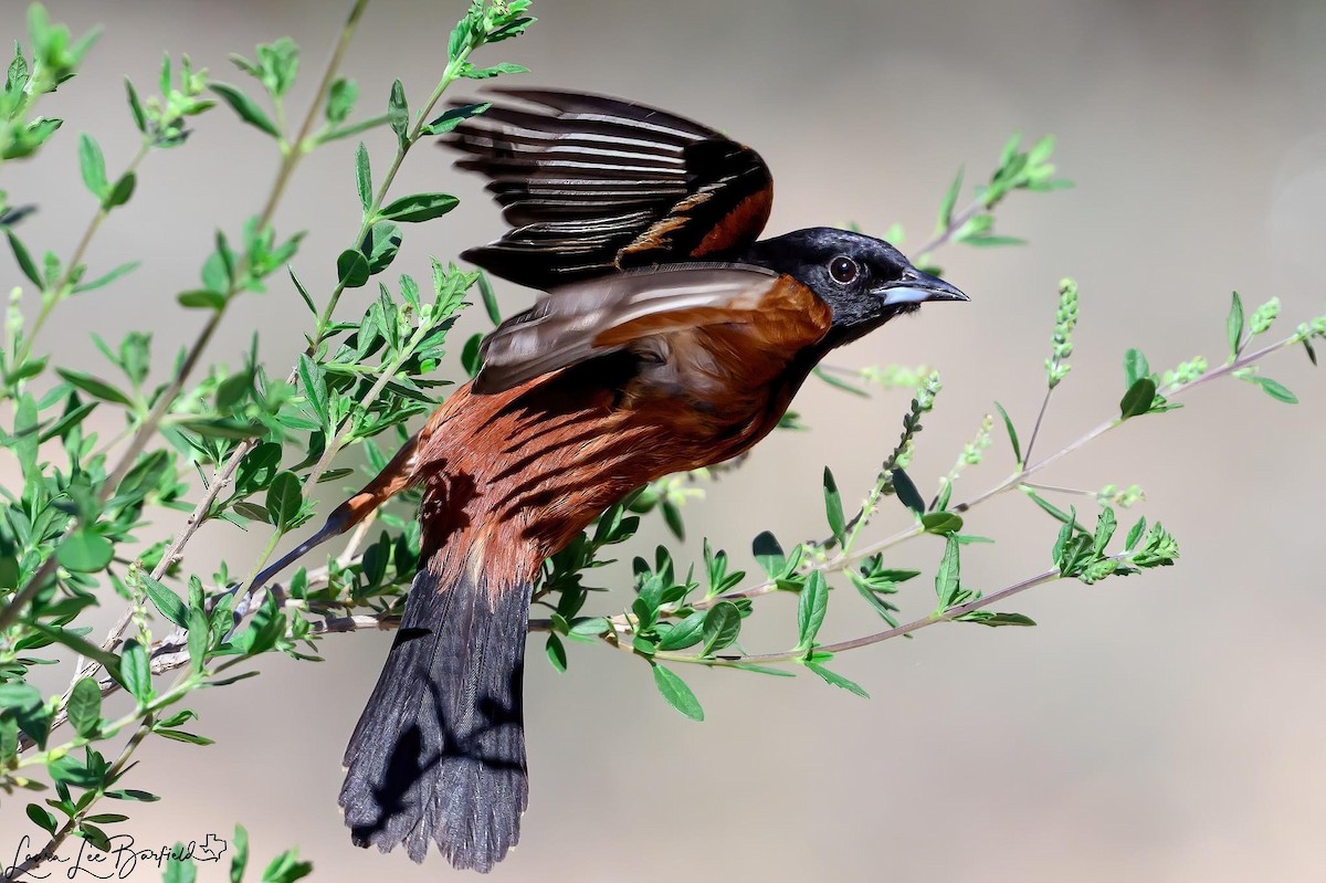 Orchard Oriole - ML619763764