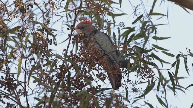 Cacatoès à tête rouge - ML619763776