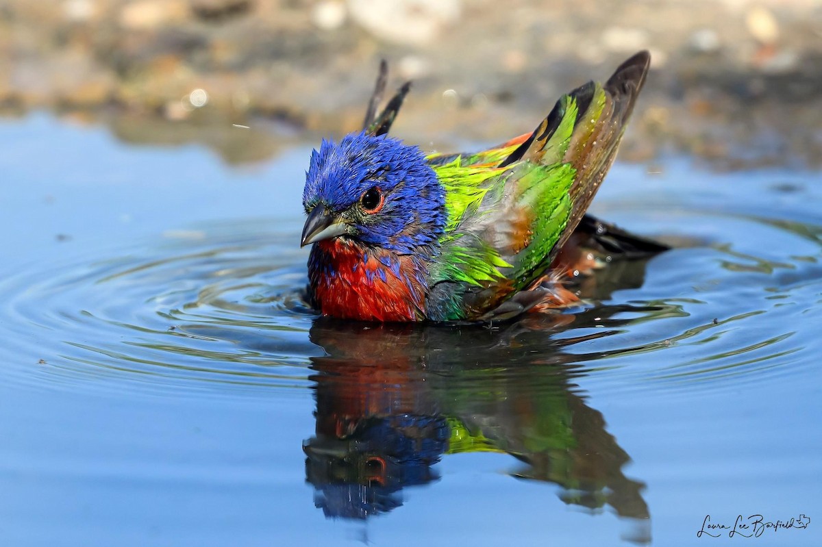 Painted Bunting - ML619763803