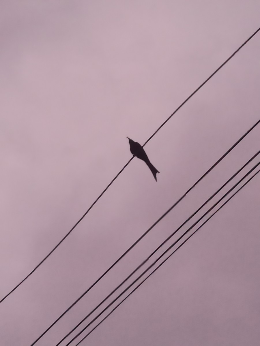 Black Drongo - ML619763830