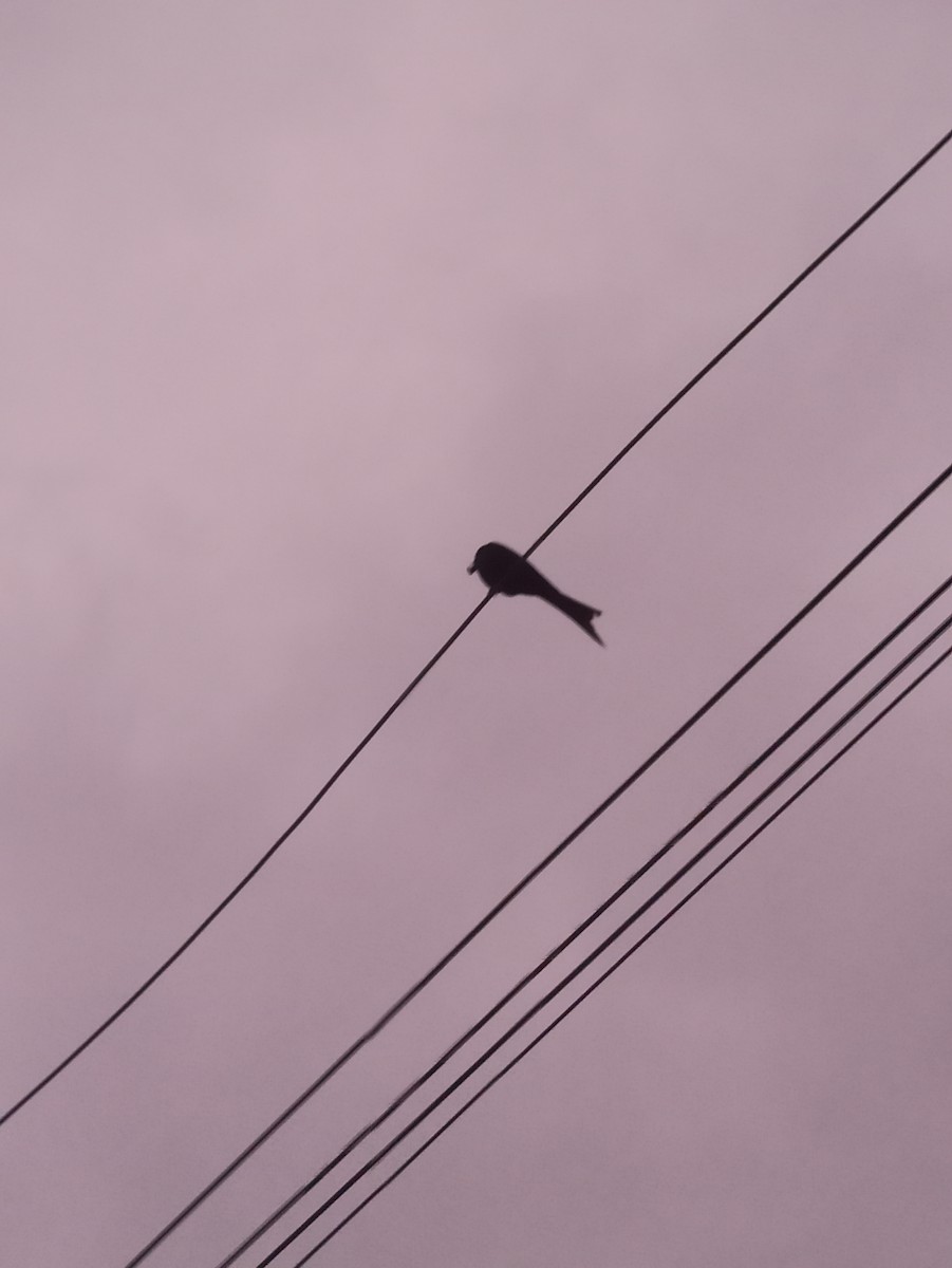 Black Drongo - ML619763831