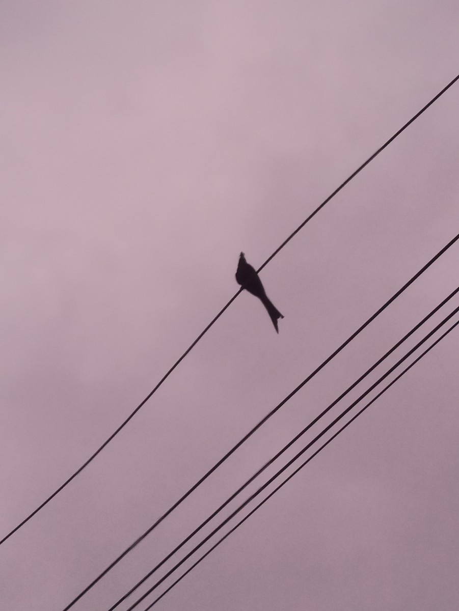 Black Drongo - ML619763832