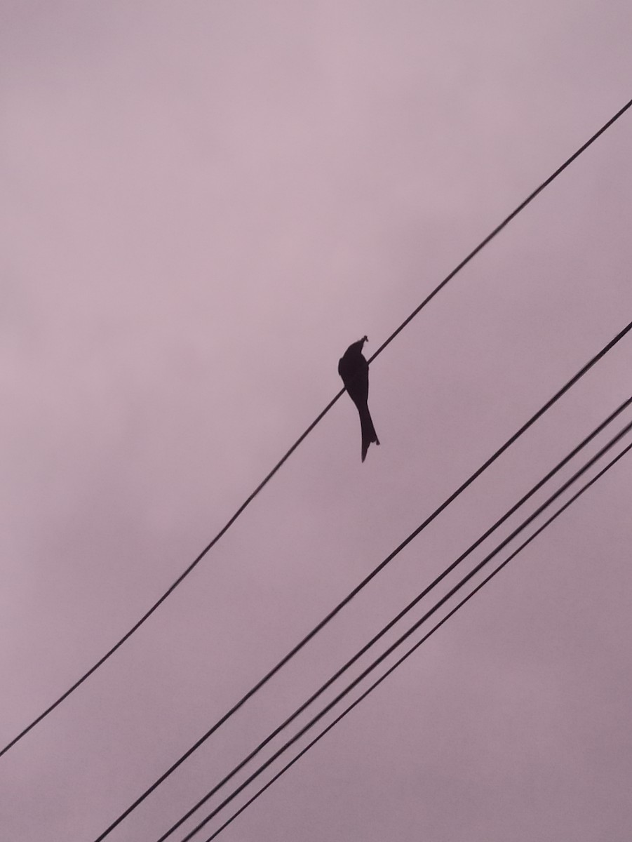 Black Drongo - ML619763833