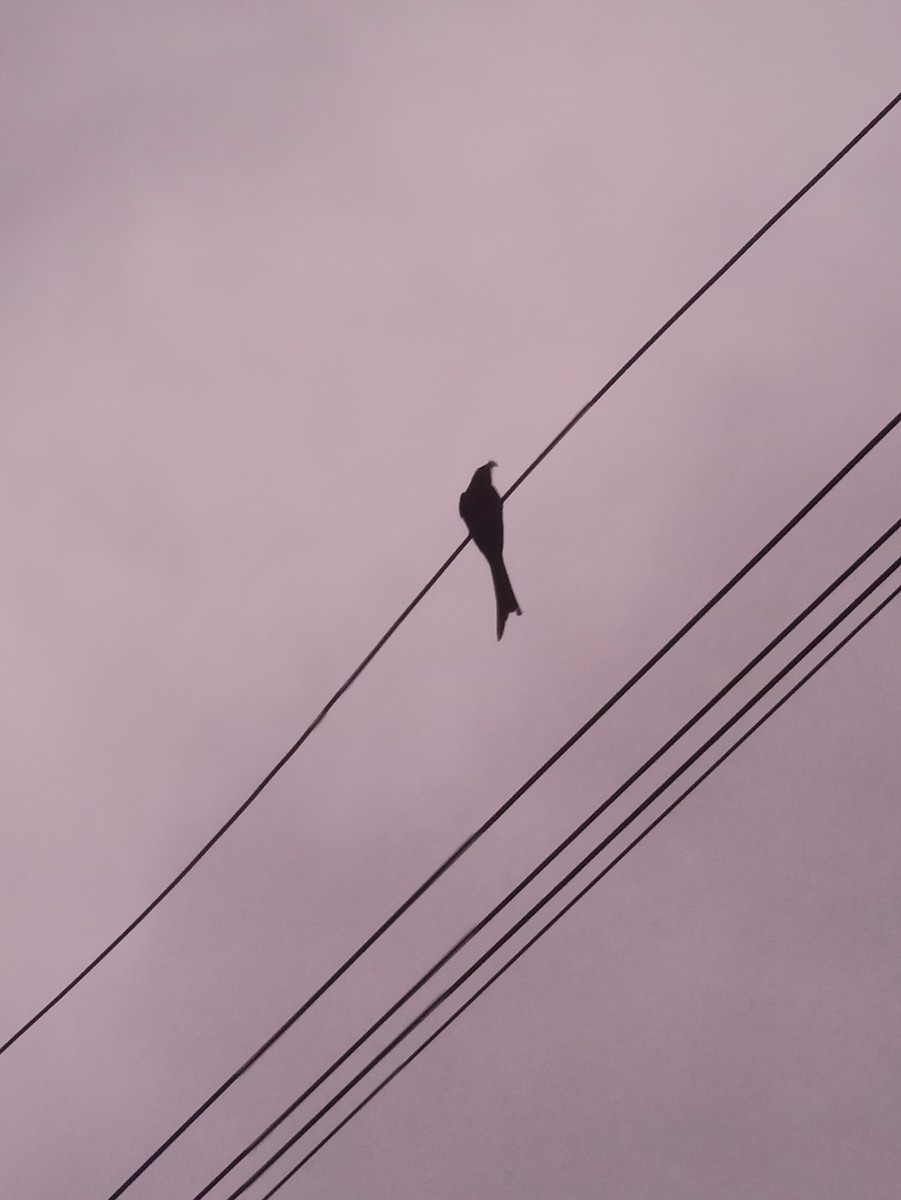 Black Drongo - ML619763834