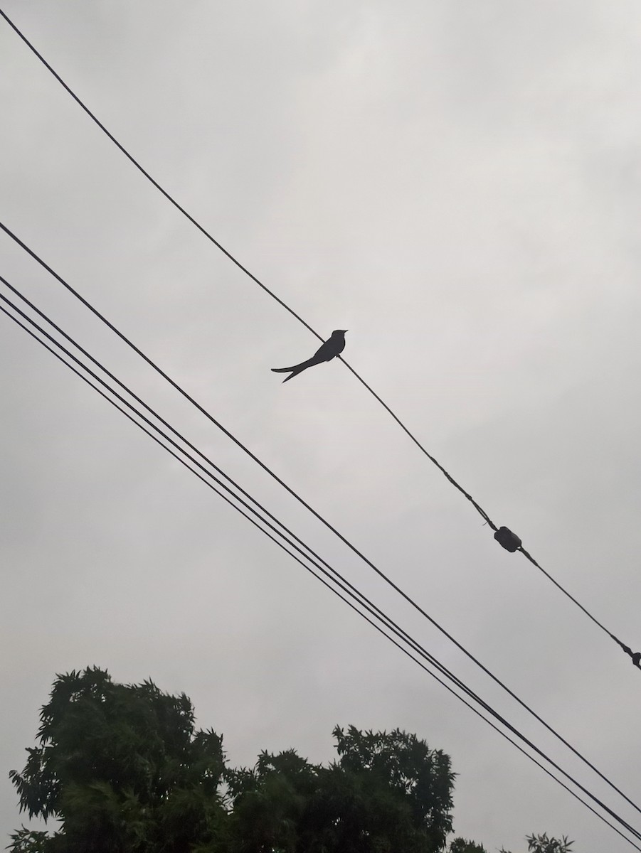 Black Drongo - ML619763835