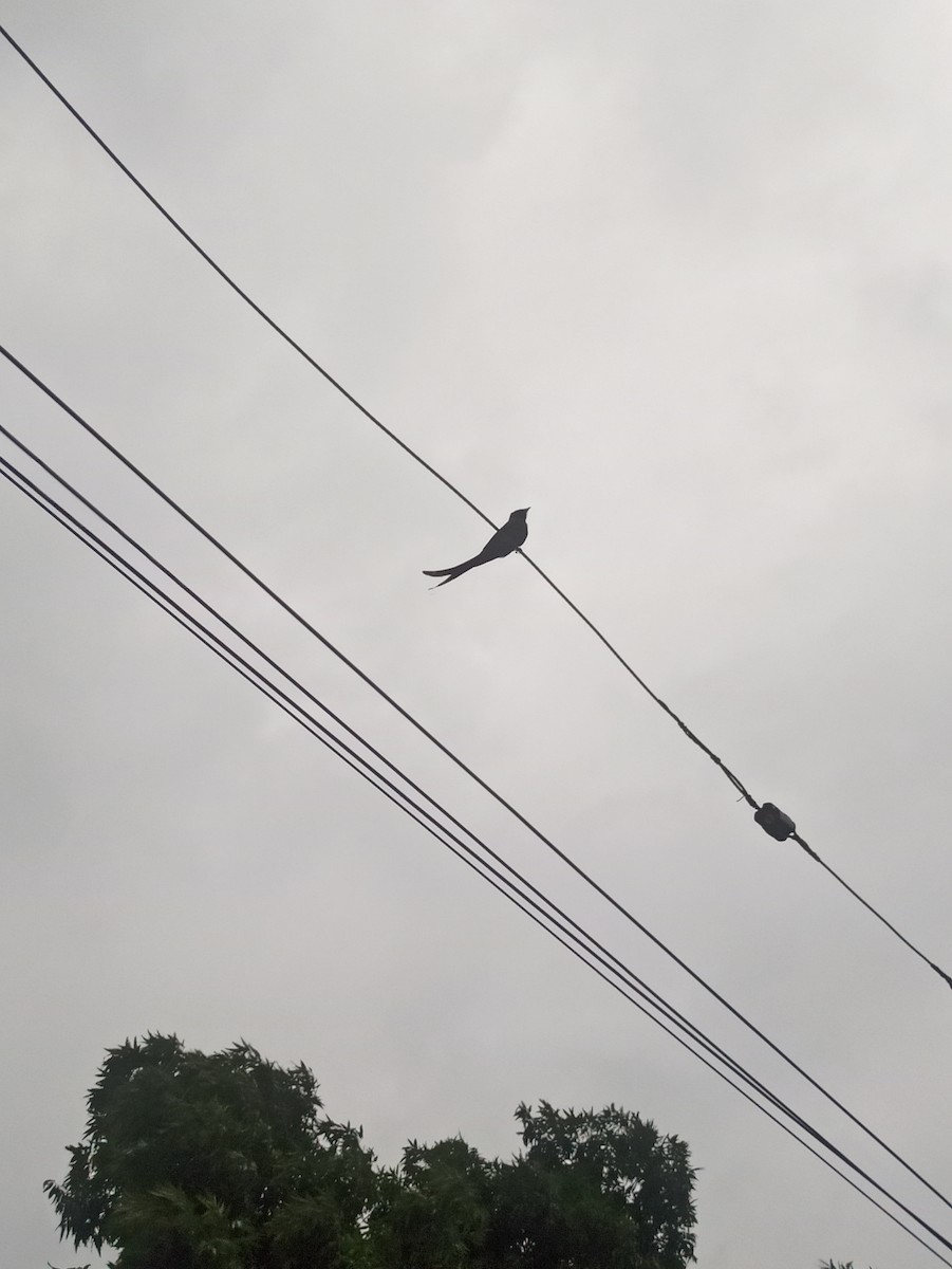 Black Drongo - ML619763836