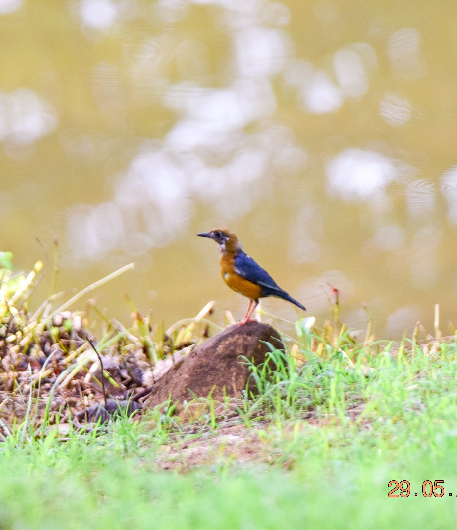 Orange-headed Thrush - ML619763840