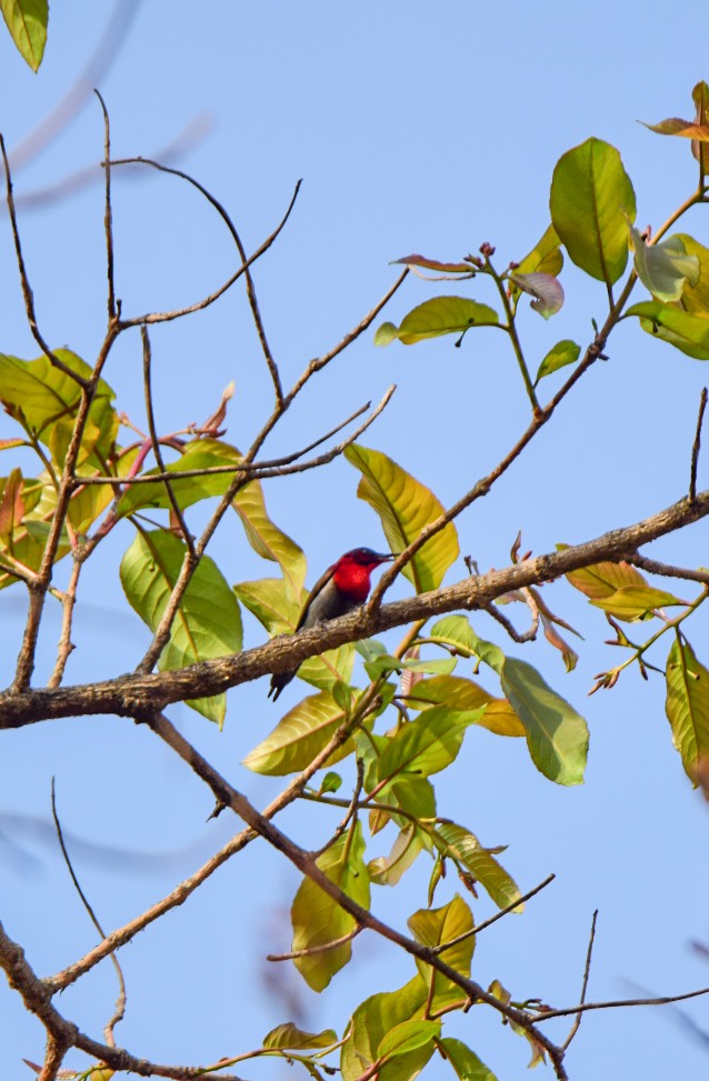 Graubauch-Nektarvogel - ML619763886