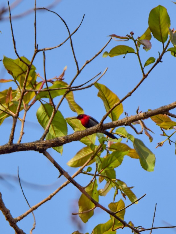 Graubauch-Nektarvogel - ML619763888