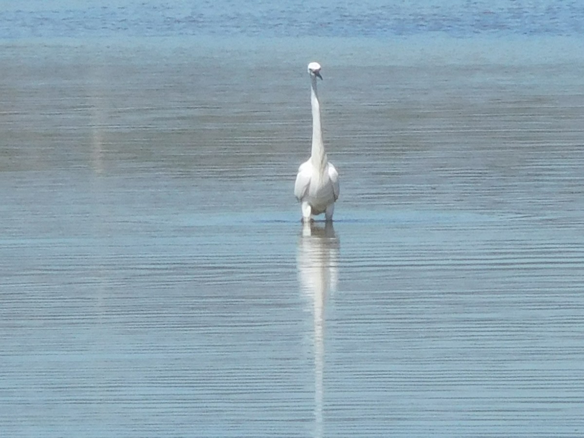 Little Egret - ML619763889