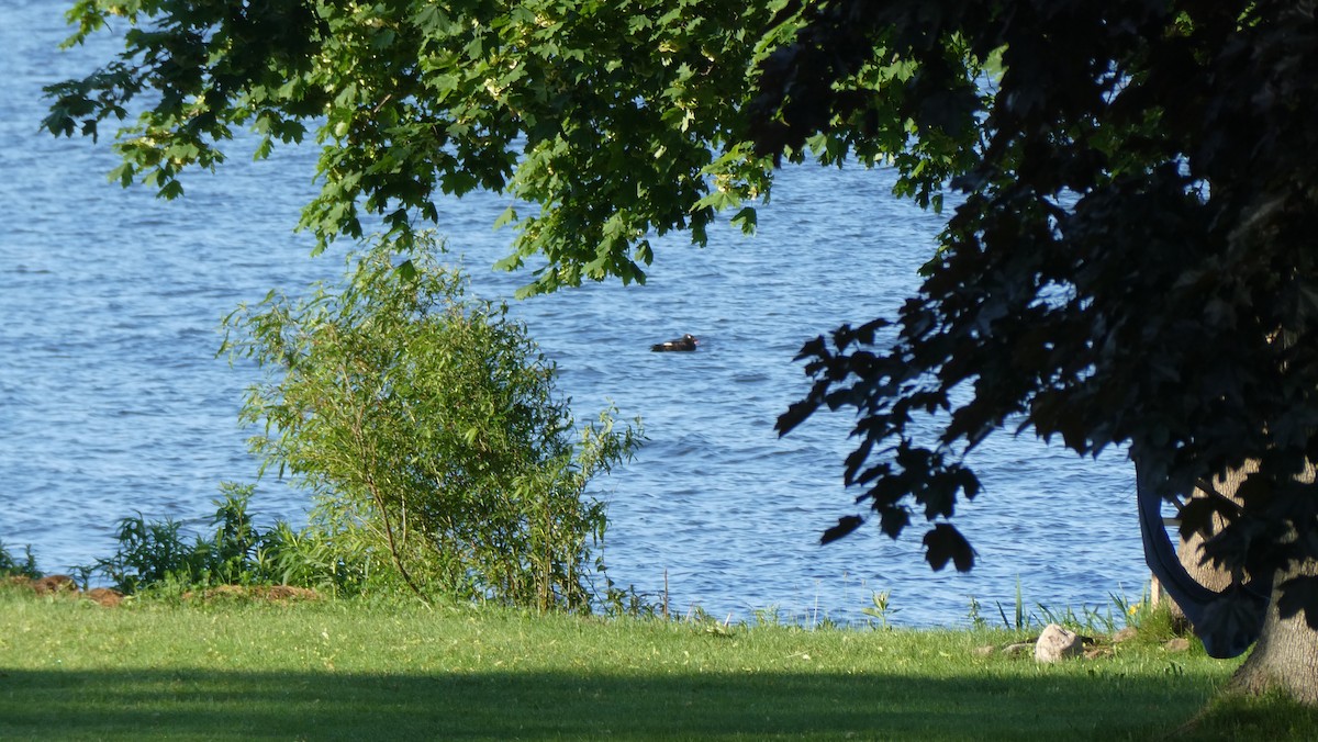 White-winged Scoter - ML619763899