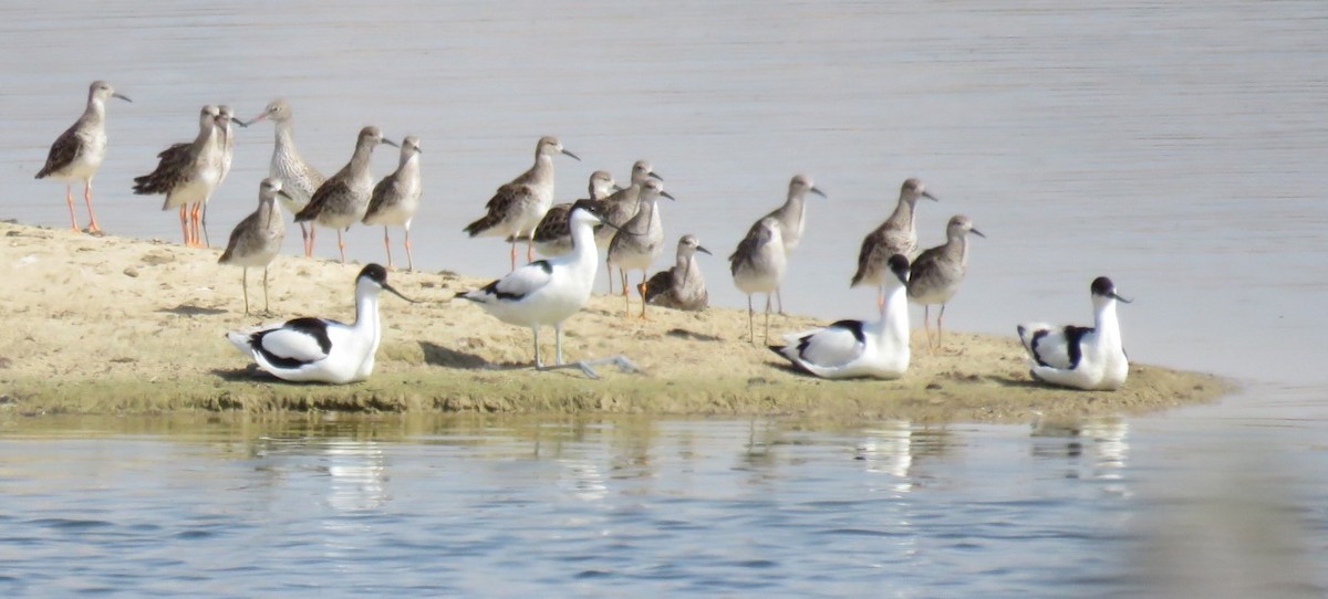 Pied Avocet - ML619763910