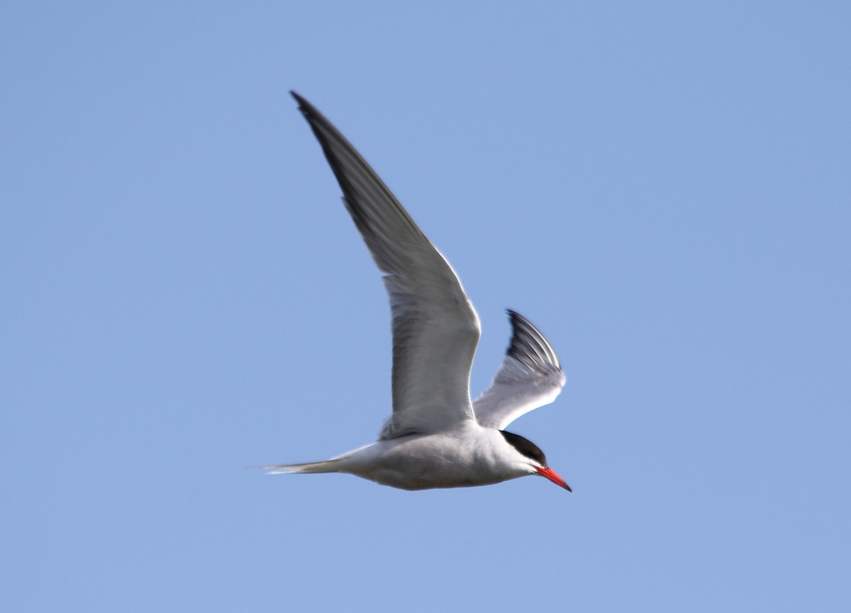 Common Tern - ML619763915