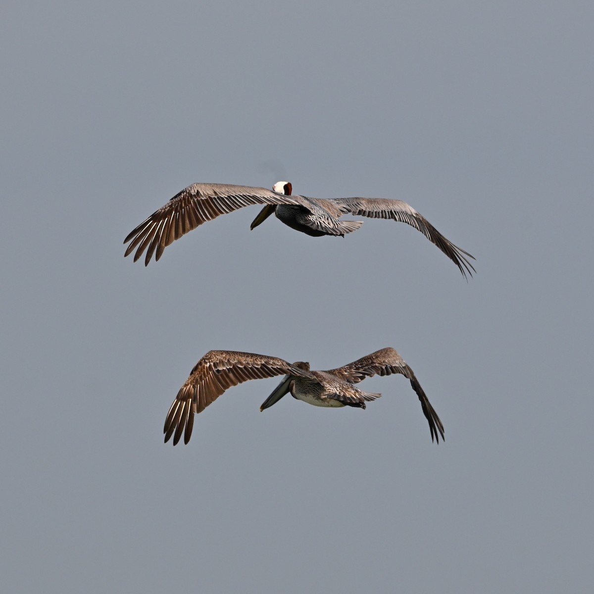 Brown Pelican (Atlantic) - ML619763967