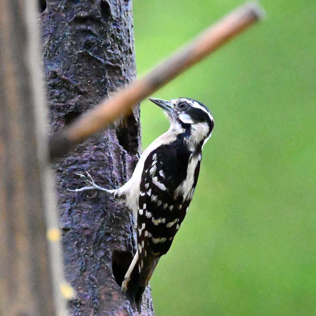 Downy Woodpecker (Eastern) - ML619763983