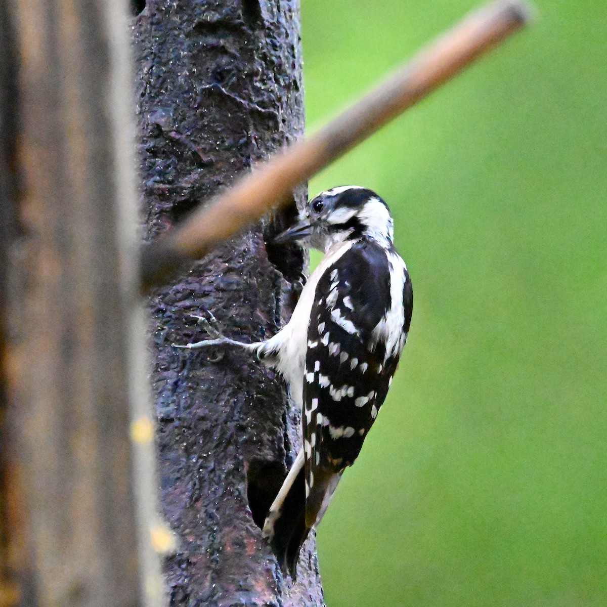 Downy Woodpecker (Eastern) - Brian Vitunic