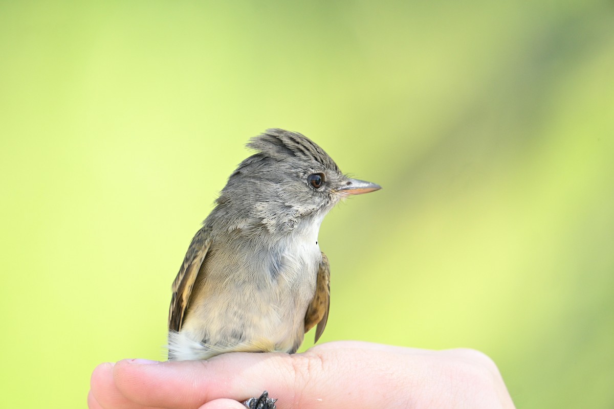Willow Flycatcher - ML619763992