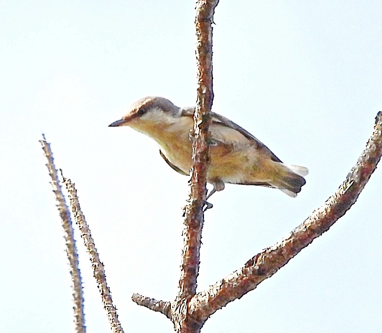 Brown-headed Nuthatch - ML619764026