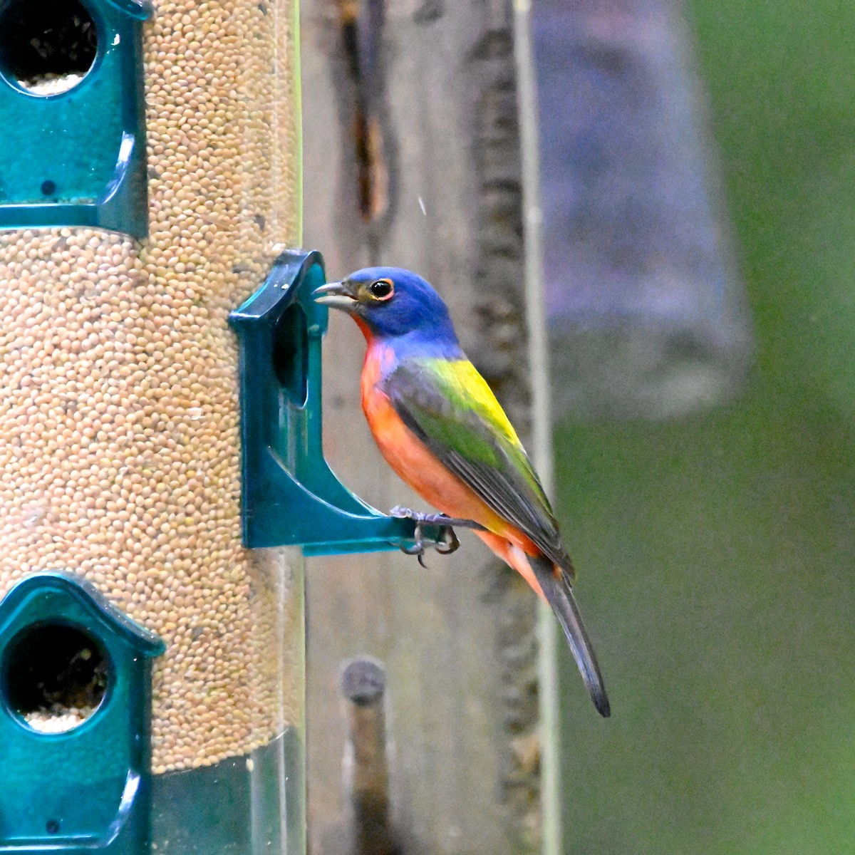 Painted Bunting - ML619764027