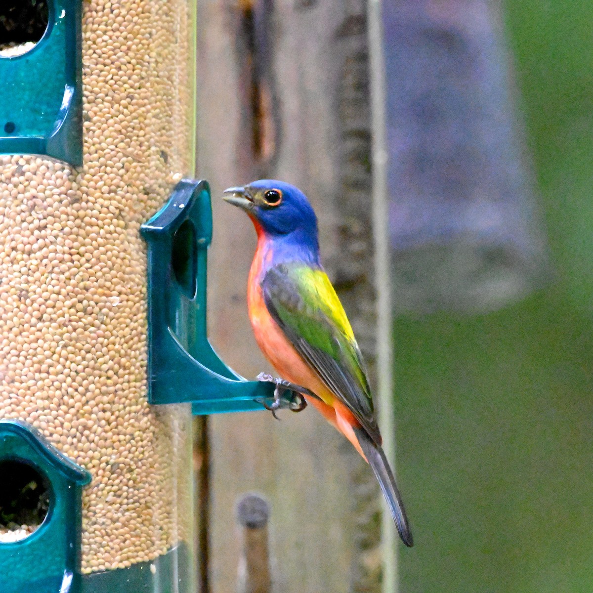 Painted Bunting - ML619764030