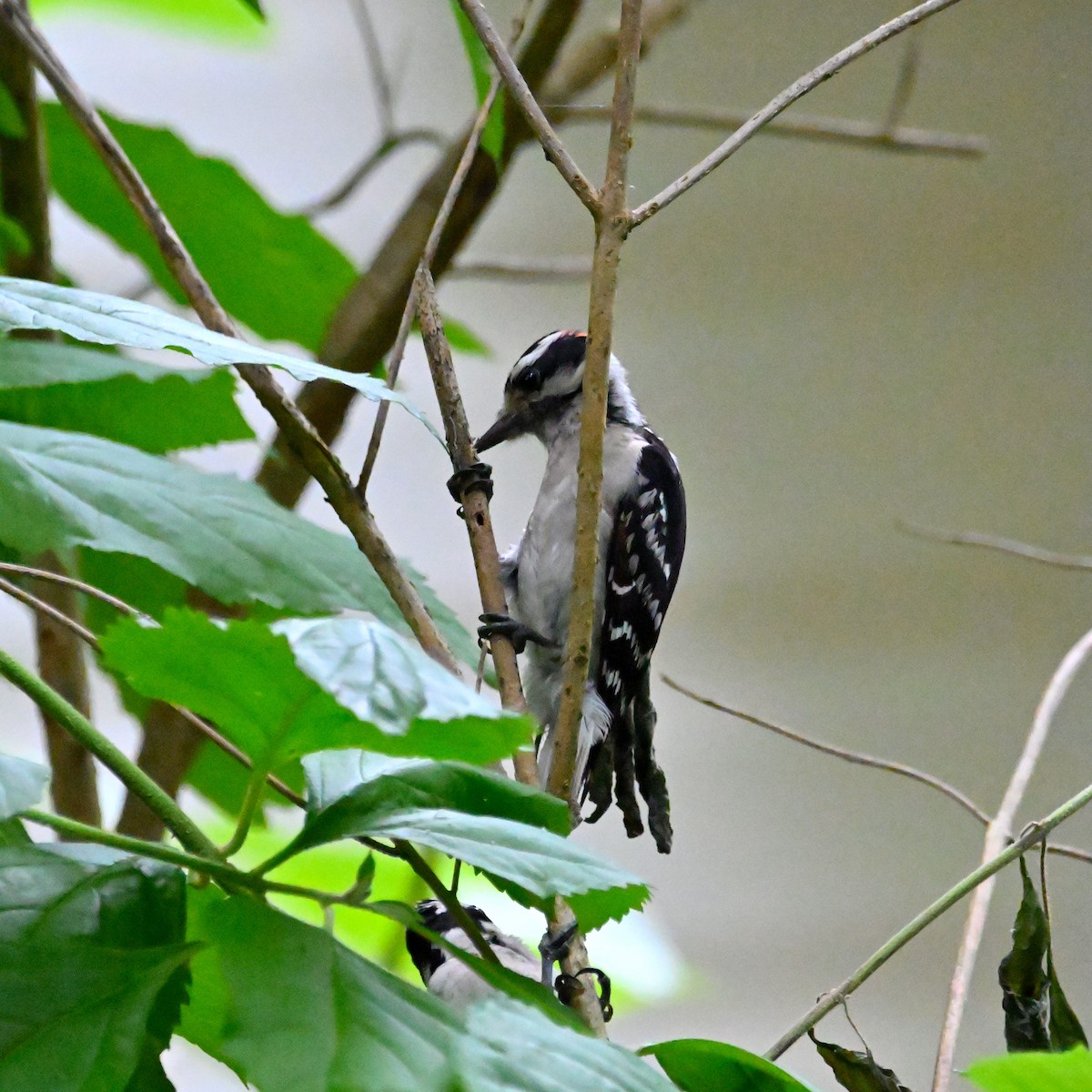 Downy Woodpecker (Eastern) - ML619764038