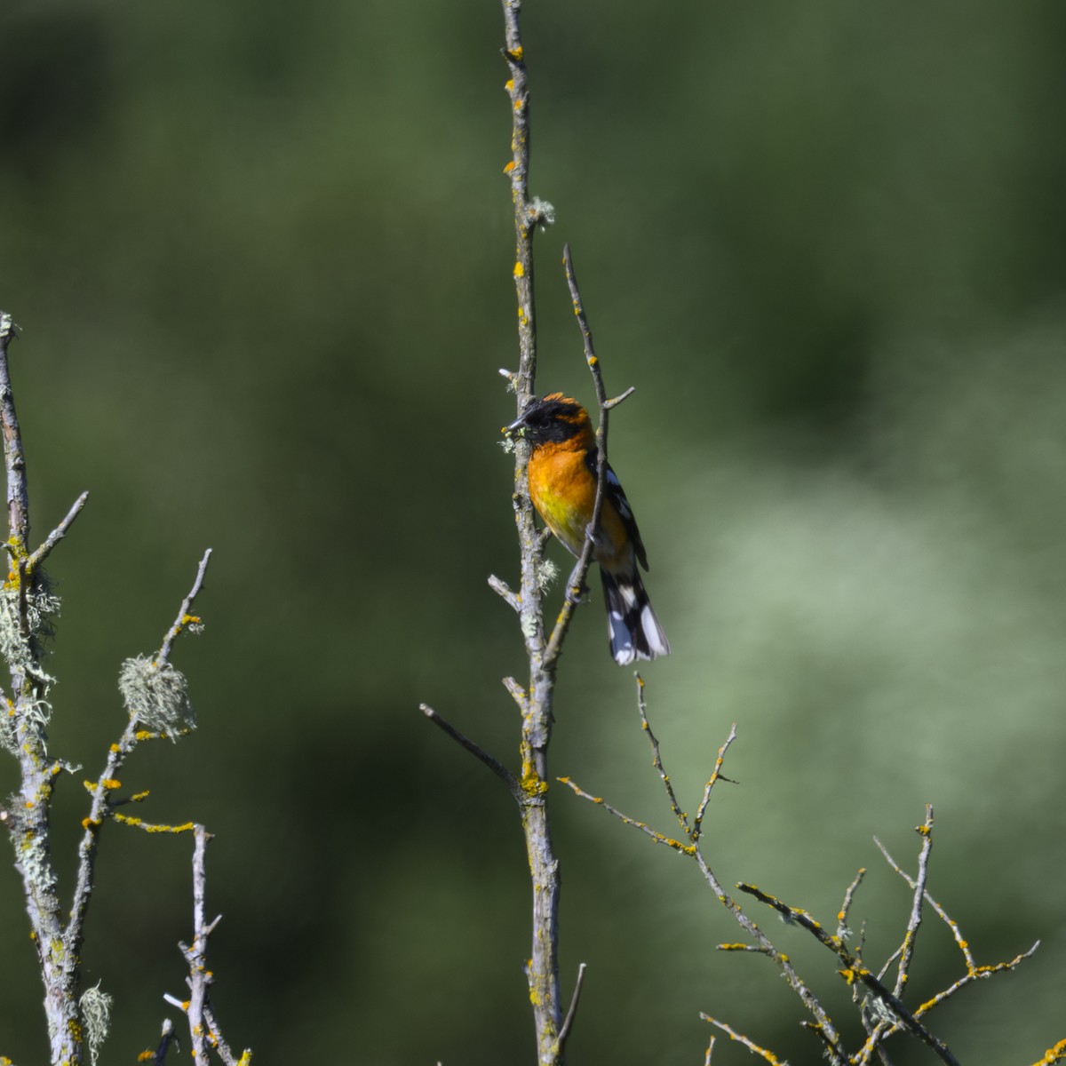 Cardinal à tête noire - ML619764041