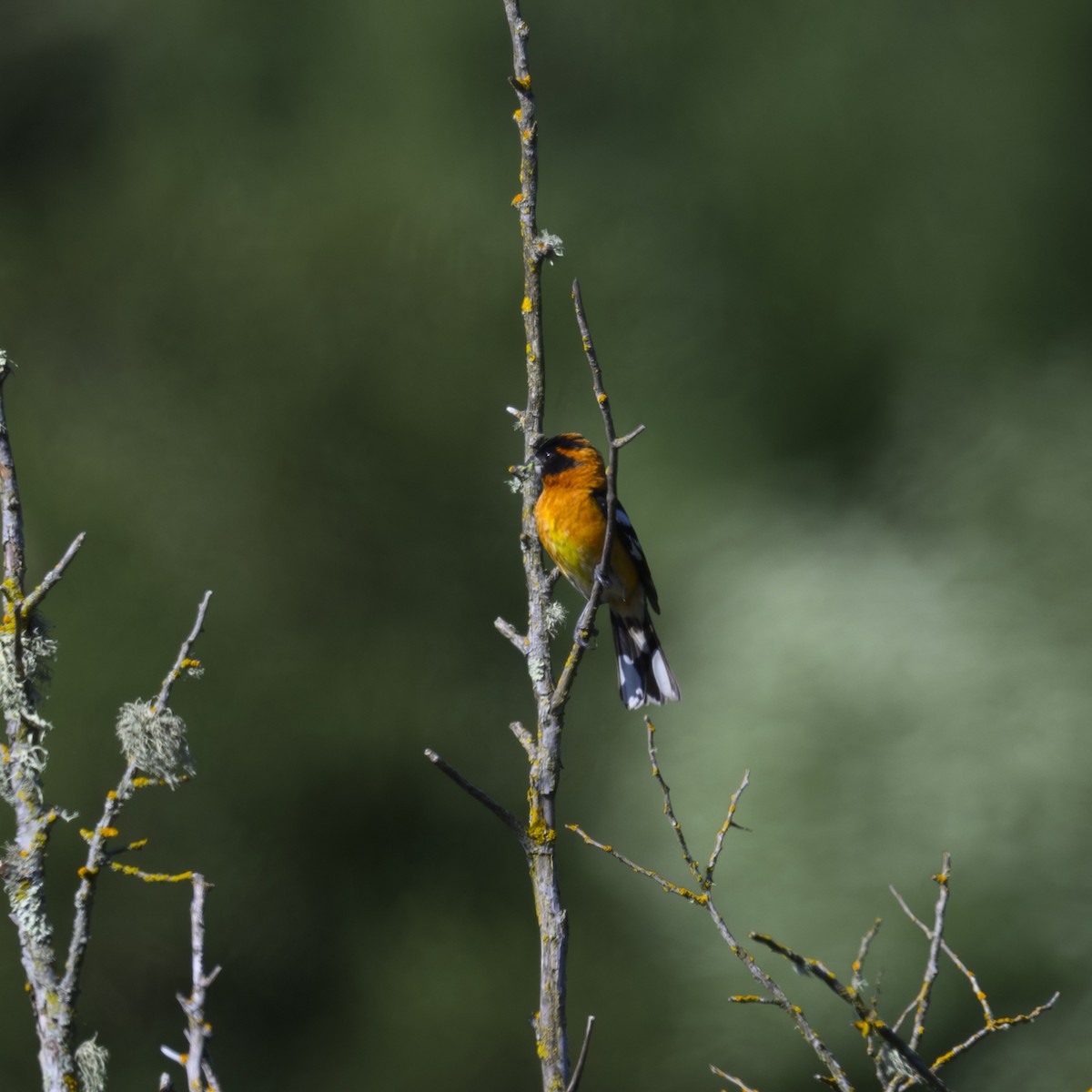 Cardinal à tête noire - ML619764042