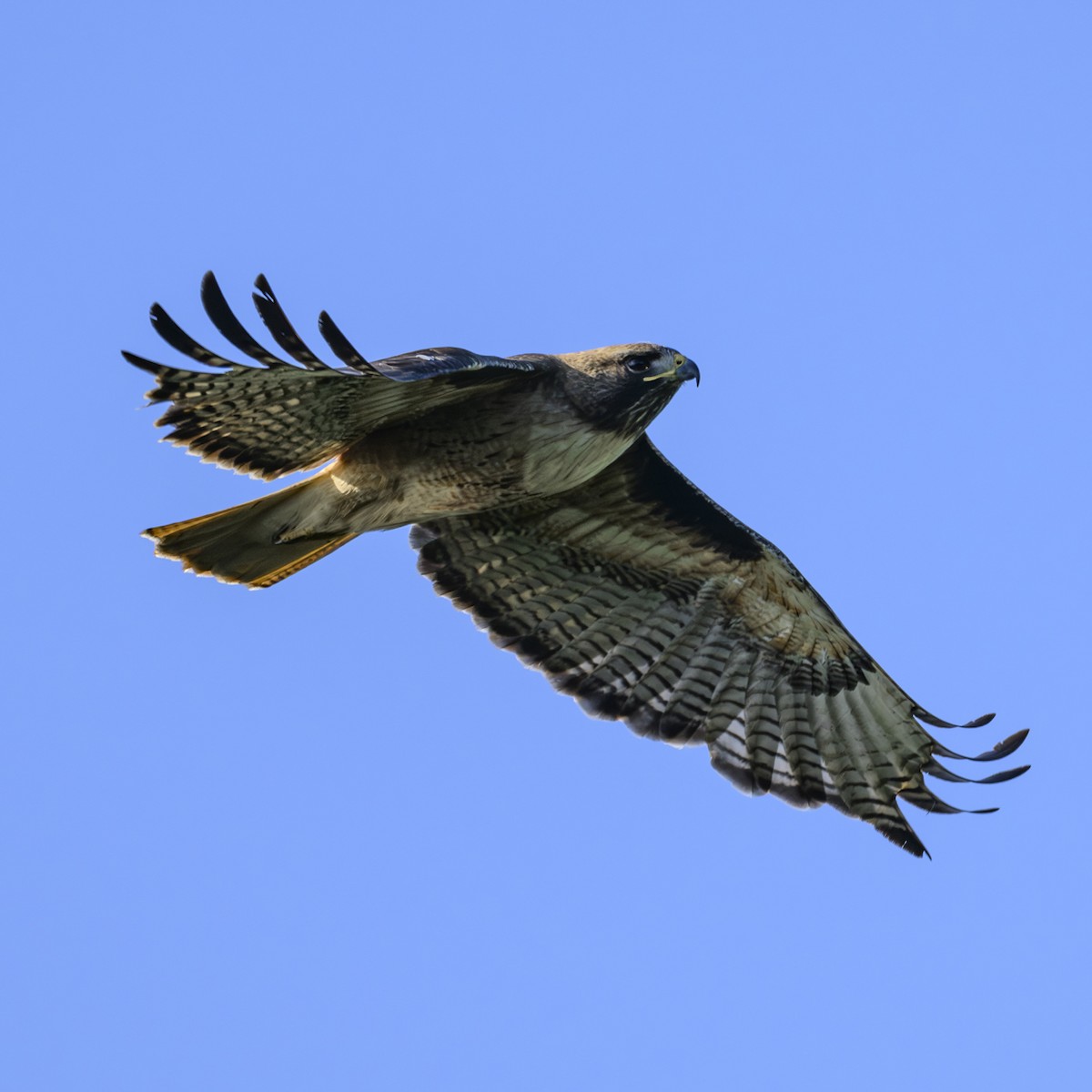 Red-tailed Hawk - ML619764089