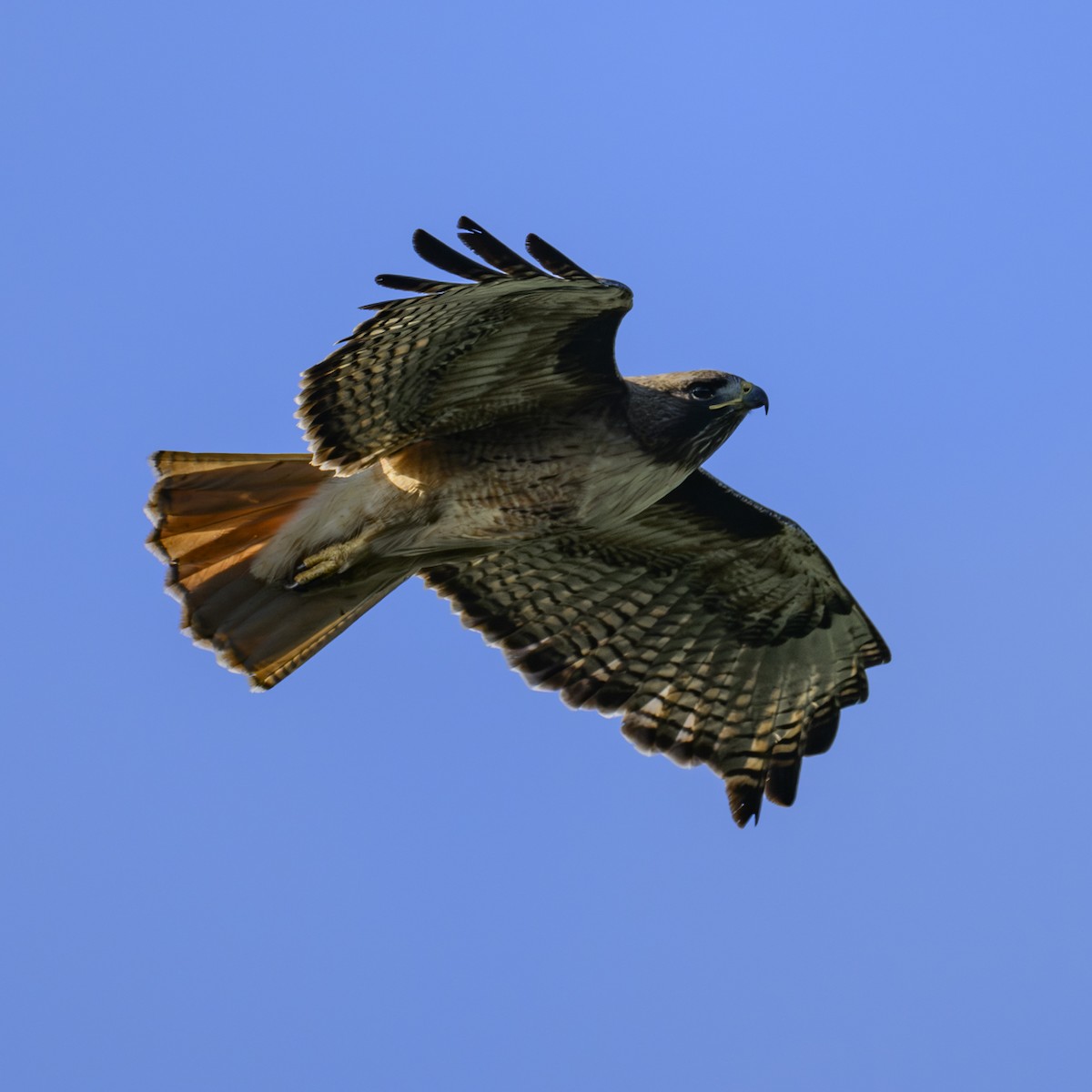 Red-tailed Hawk - ML619764090