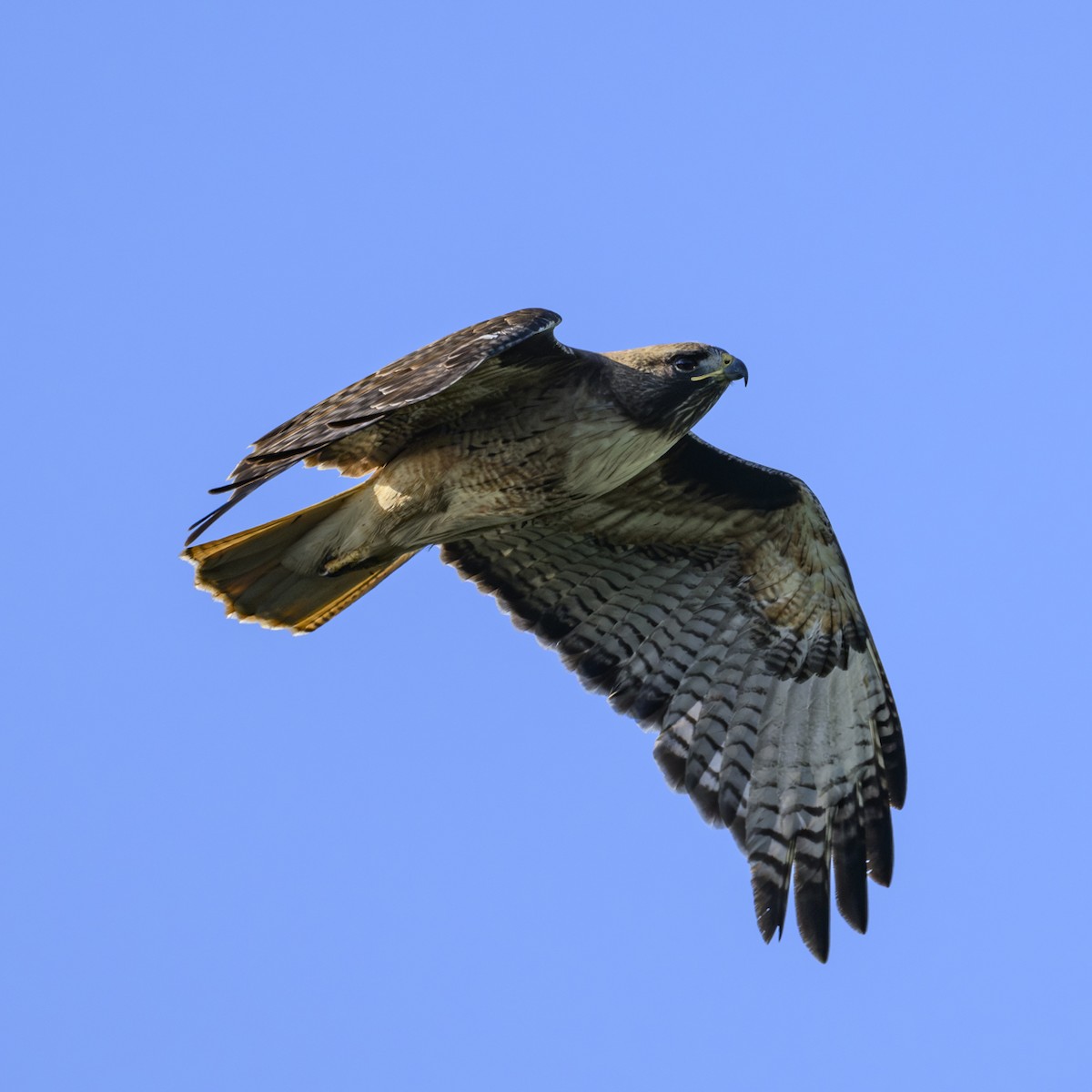Red-tailed Hawk - ML619764091