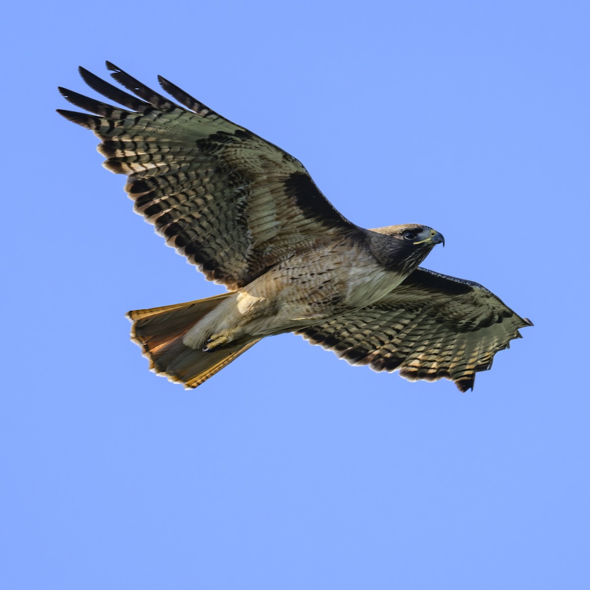 Red-tailed Hawk - ML619764092