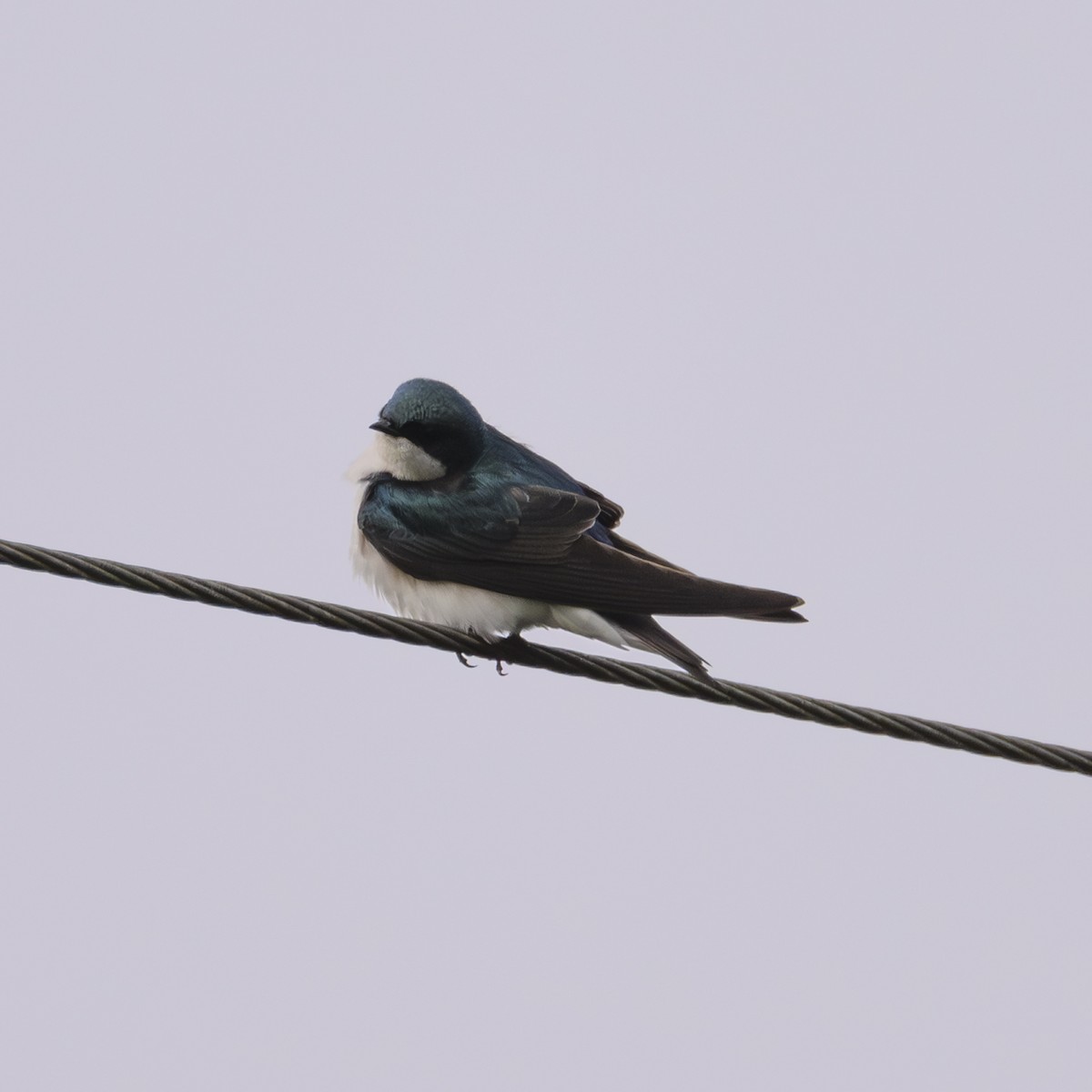 Tree Swallow - ML619764132