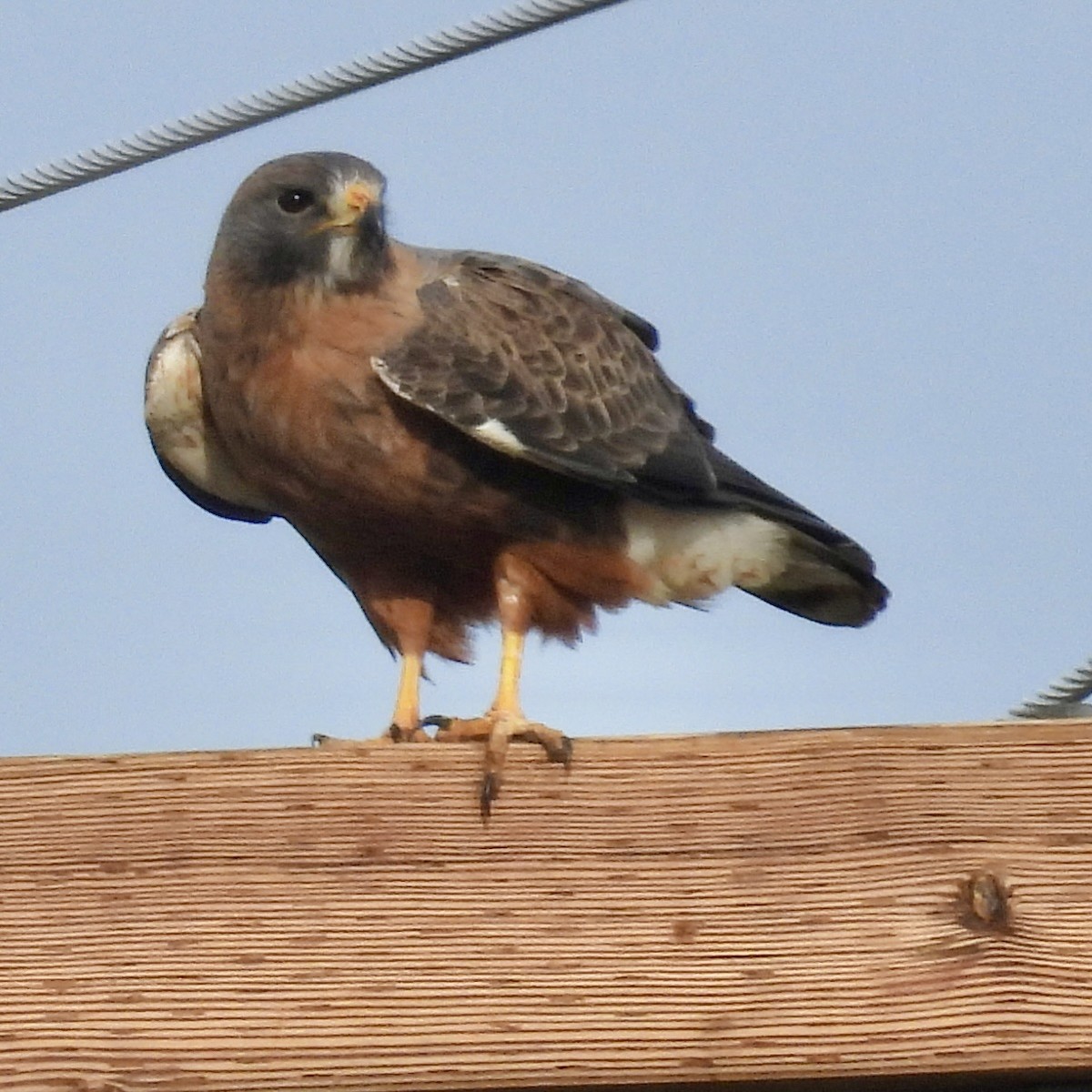 Swainson's Hawk - ML619764167