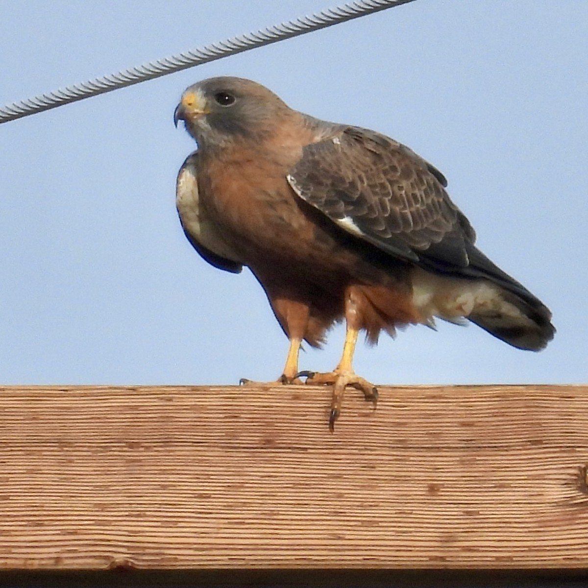 Swainson's Hawk - ML619764183