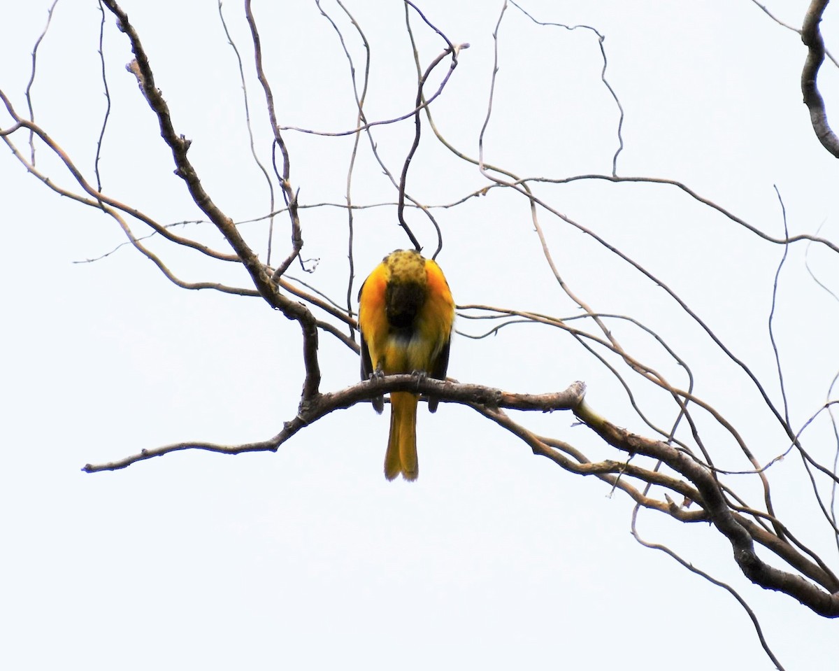 Baltimore Oriole - Mike Beck