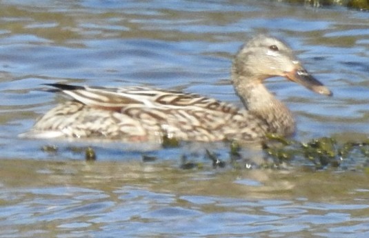 Northern Shoveler - ML619764300