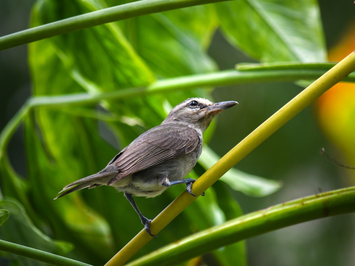 Yucatan Vireo - ML619764304