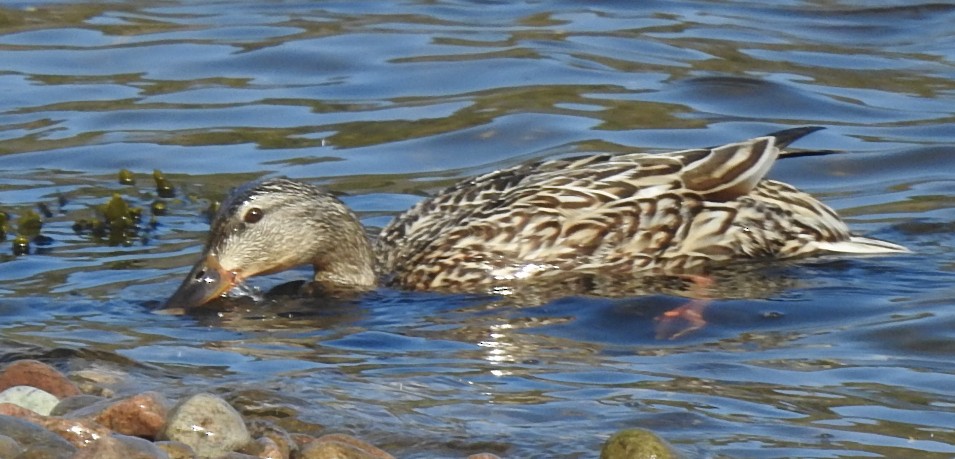 Northern Shoveler - ML619764309