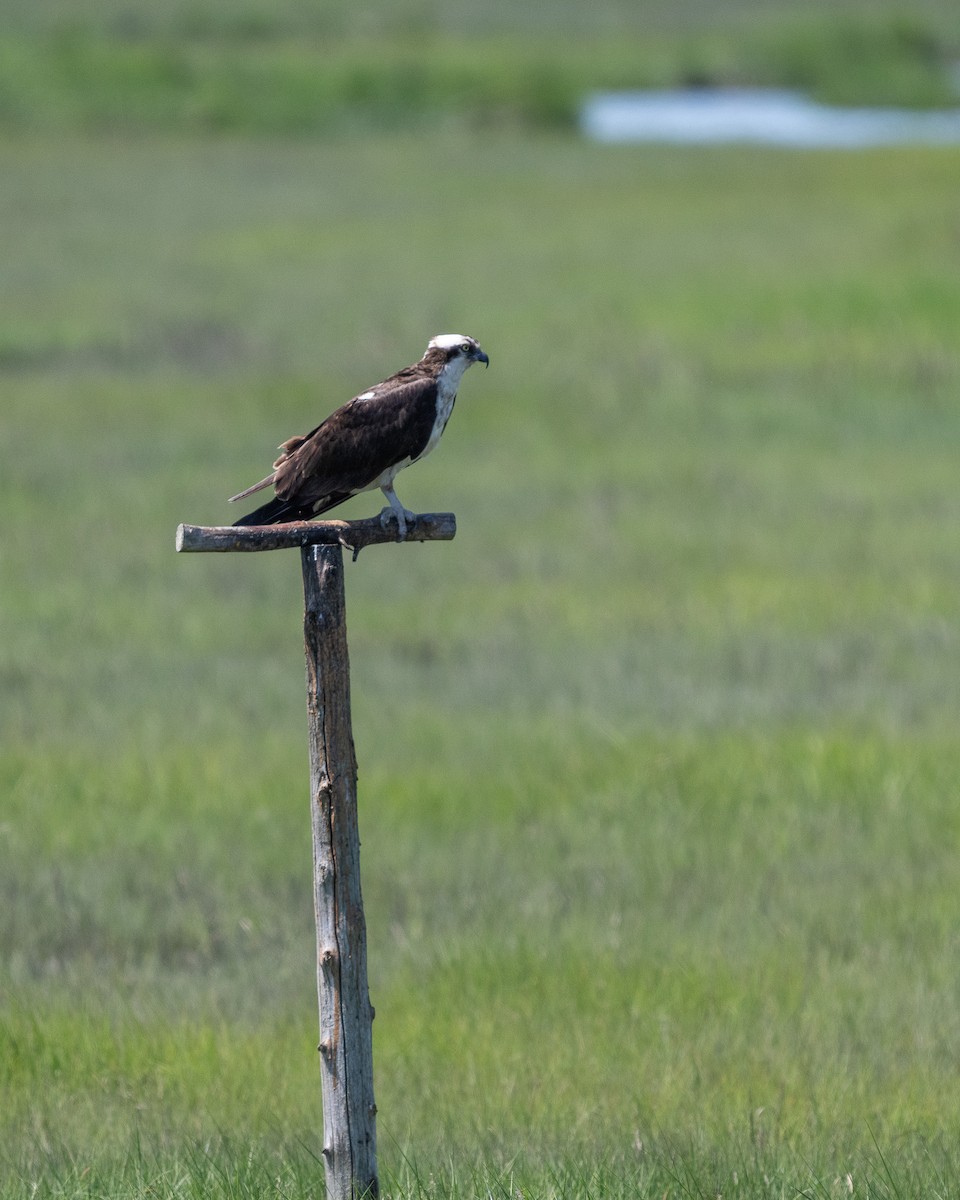 Osprey - ML619764318