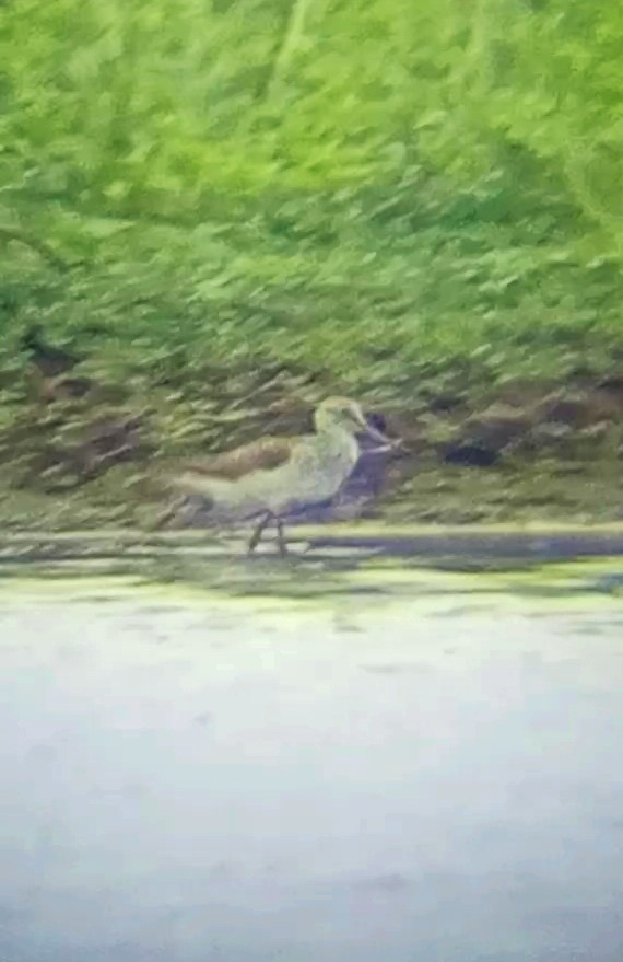 Common Greenshank - ML619764399