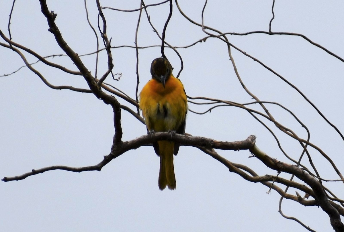 Baltimore Oriole - Mike Beck